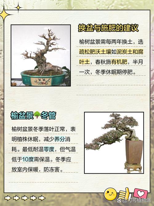 盆景知识科普文章-{下拉词