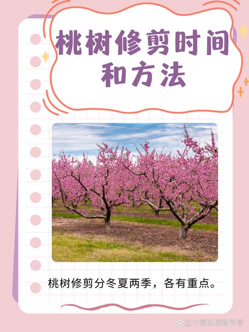 有桃树管理的知识文章吗(桃树管理技术视频教程)