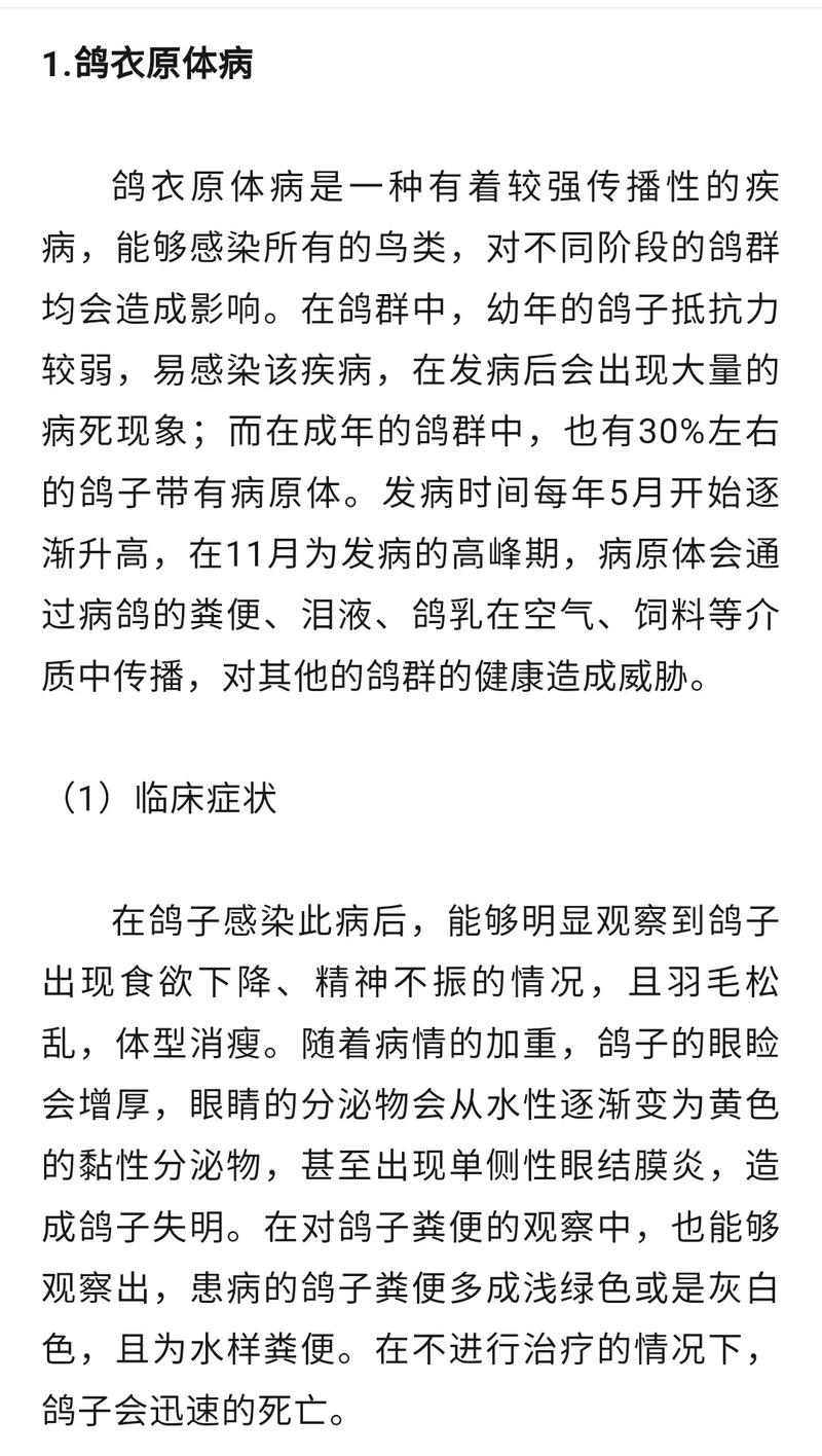 信鸽知识的文章-{下拉词